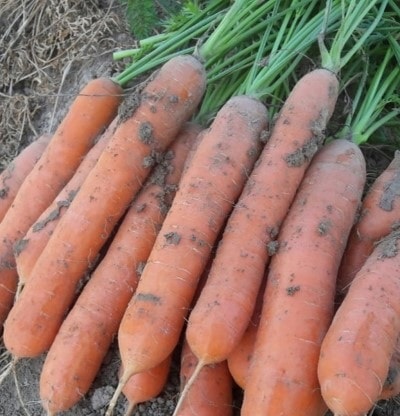 MARCHEW SPEEDO 100T 1,6-1,8 100T