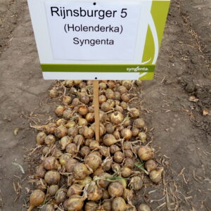 CEBULA RIJNSBURGER -5 250 tys nasion (syngenta)