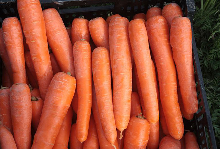 Marchew OCTAVO 1,8-2,0 100 TYS NUNHEMS