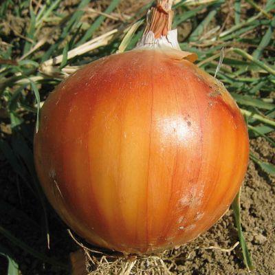 CEBULA ZIMUJĄCA SENSHYU YELLOW 500G SEMO