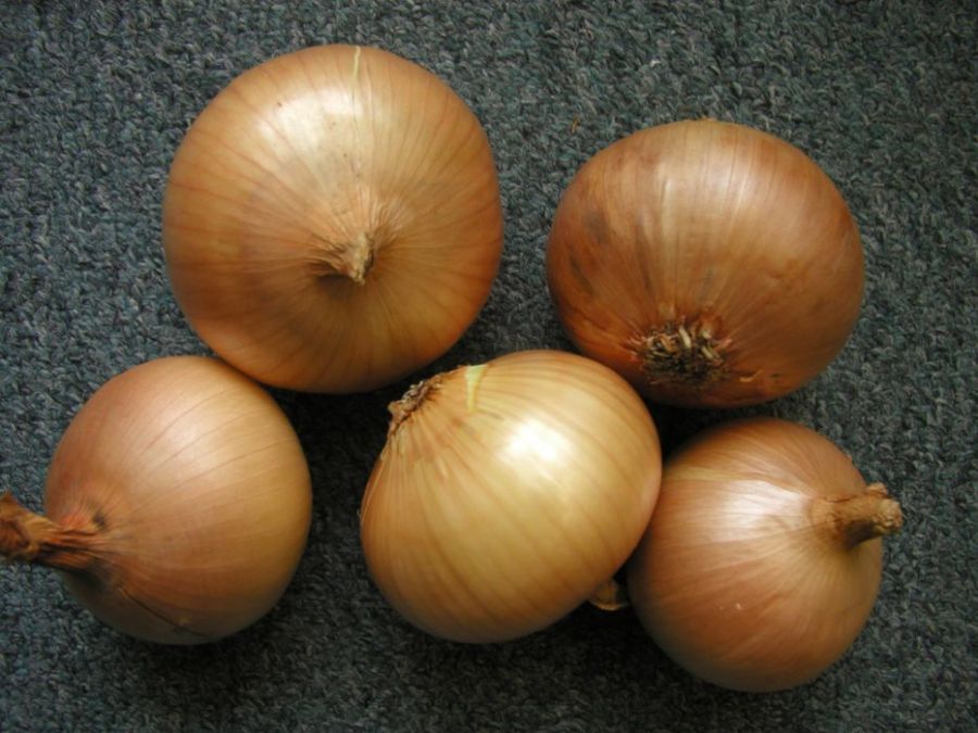 CEBULA ZIMUJĄCA AUGUSTA 500G