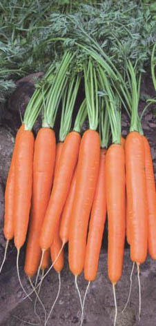 Marchew Florance F1 prec. 100TYS nasion 1.8-2.0