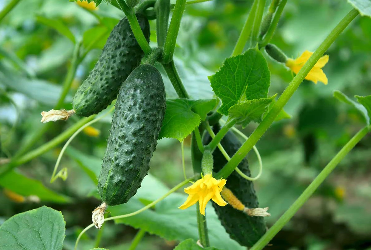 Ogórek Dafne F1 100GR SEMO