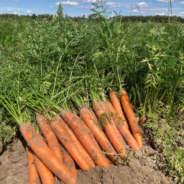 MARCHEW CARRUBA F1 100T 1.8-2.0