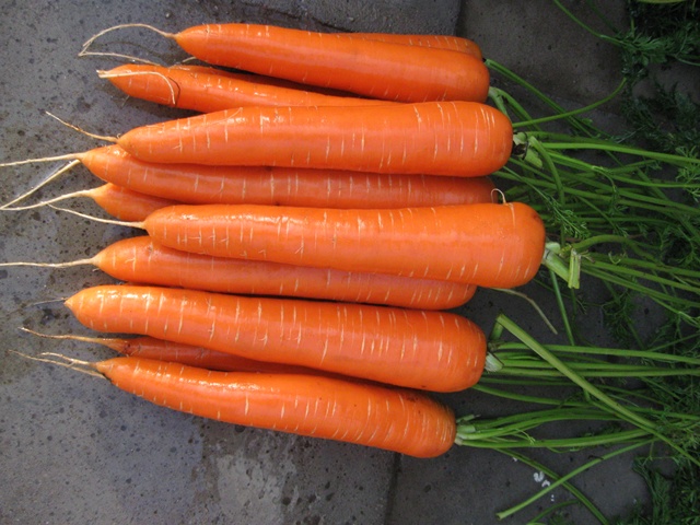 MARCHEW VOLCANO 1.4-1.6 100T