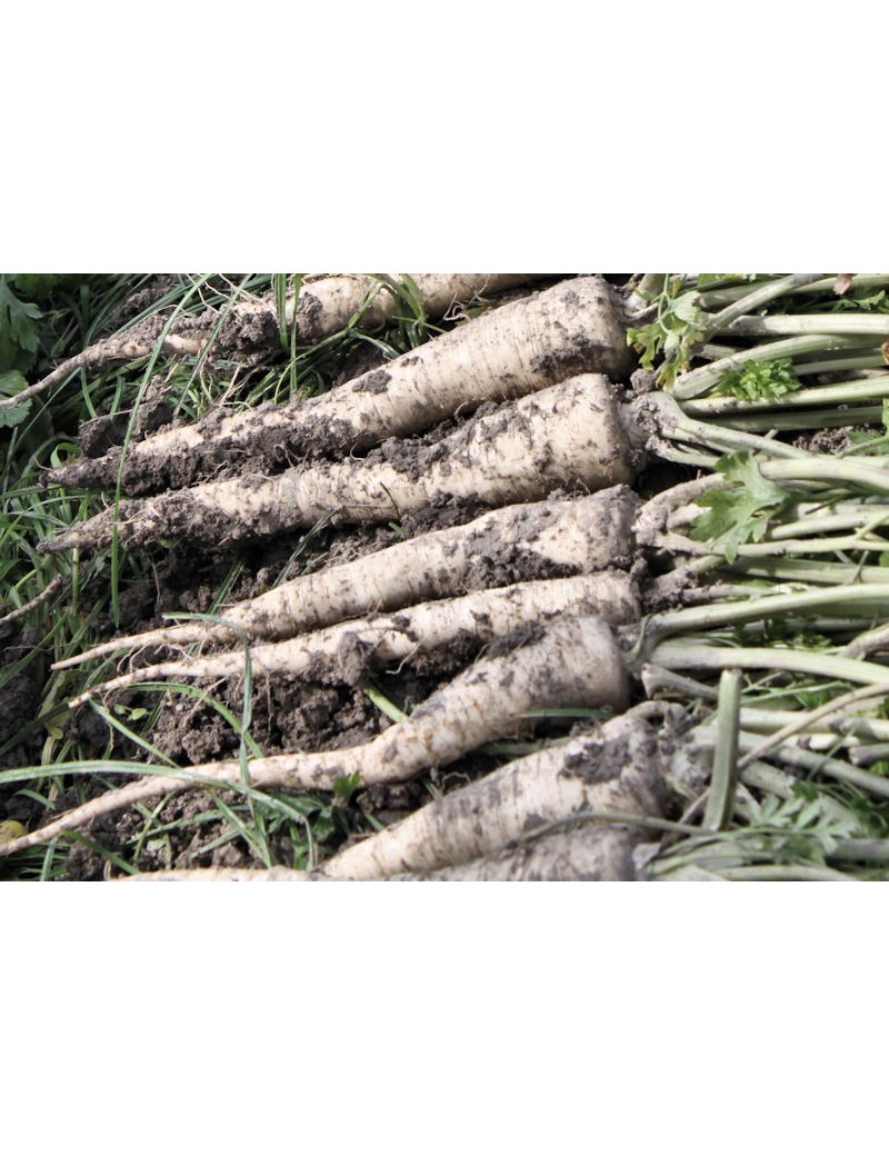 Pietruszka korzeniowa HALFLANGE- EAGLE 500 gr