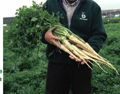 Pietruszka Arat podkiełkowana 25tys nasion