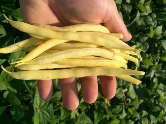 Fasola Szparagowa Żółta Golden Goal 1kg Standard