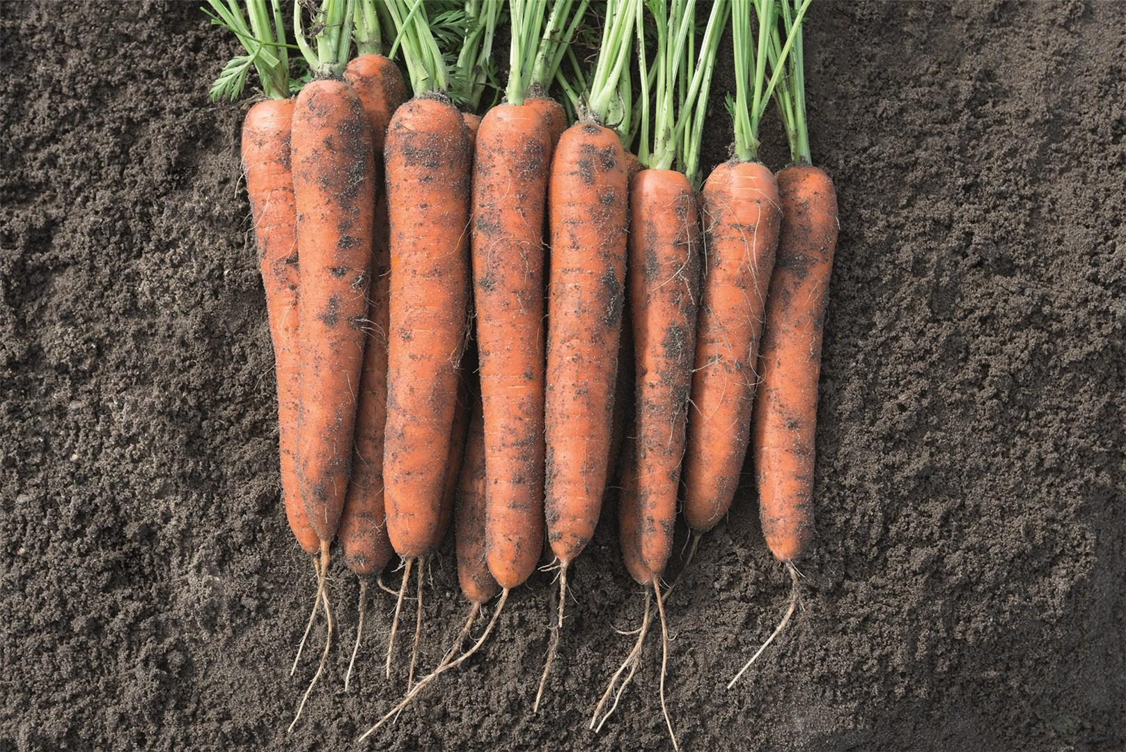 MARCHEW NORWAY 1,6-1,8 BEJO