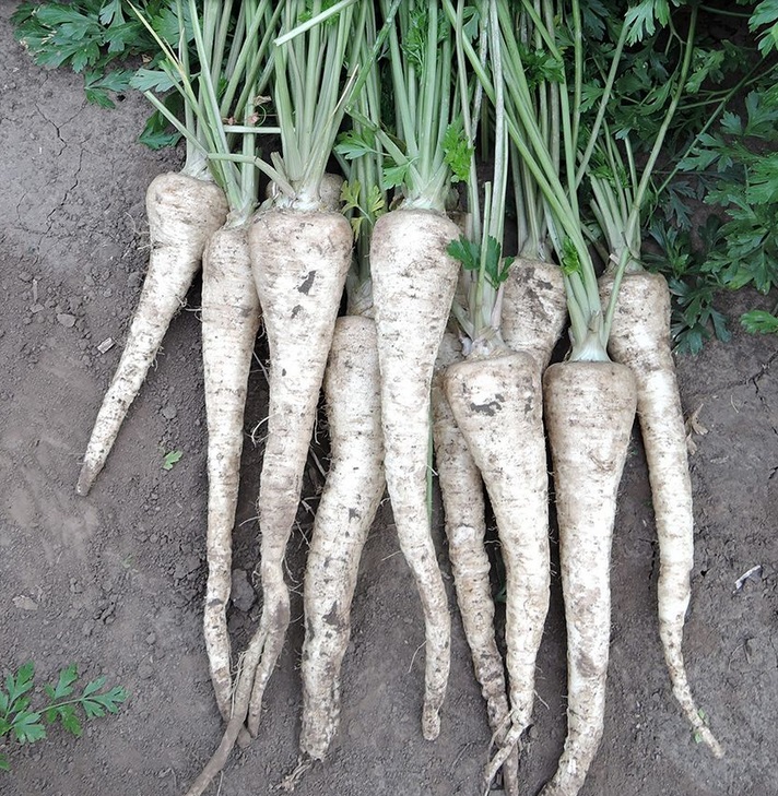 Pietruszka EFEZ 250G Standard Semo