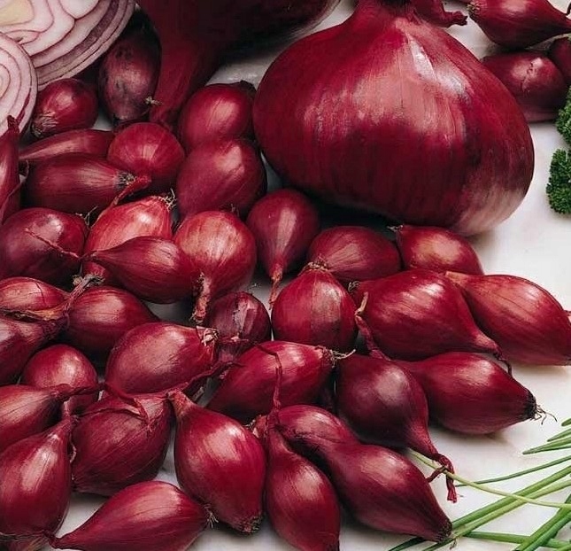 CEBULA DYMKA RED KARMEN 10KG 8-16