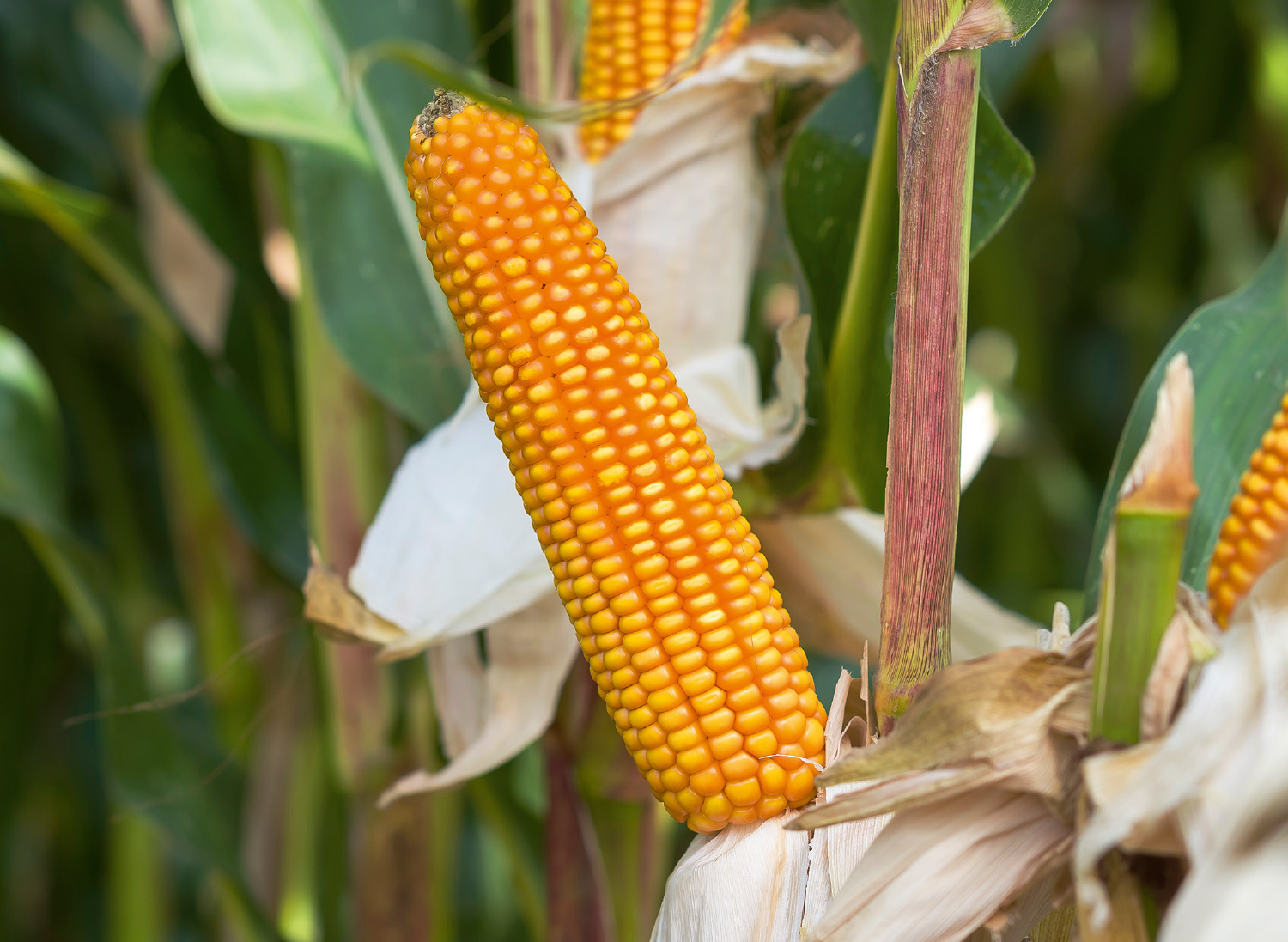 KUKURYDZA SM ZADRA C1